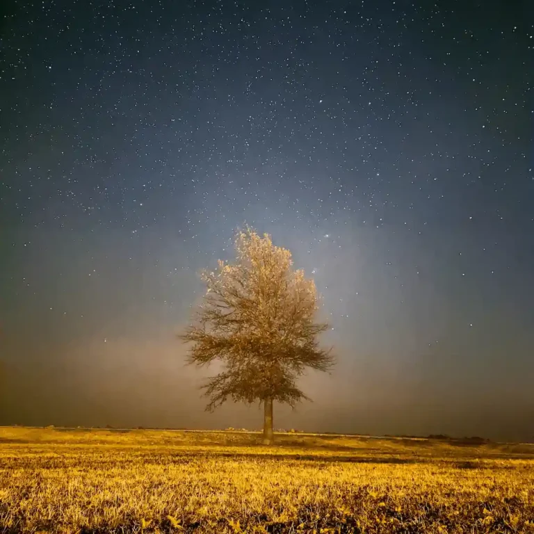 Google Pixel Astrophotography Tree and Fog