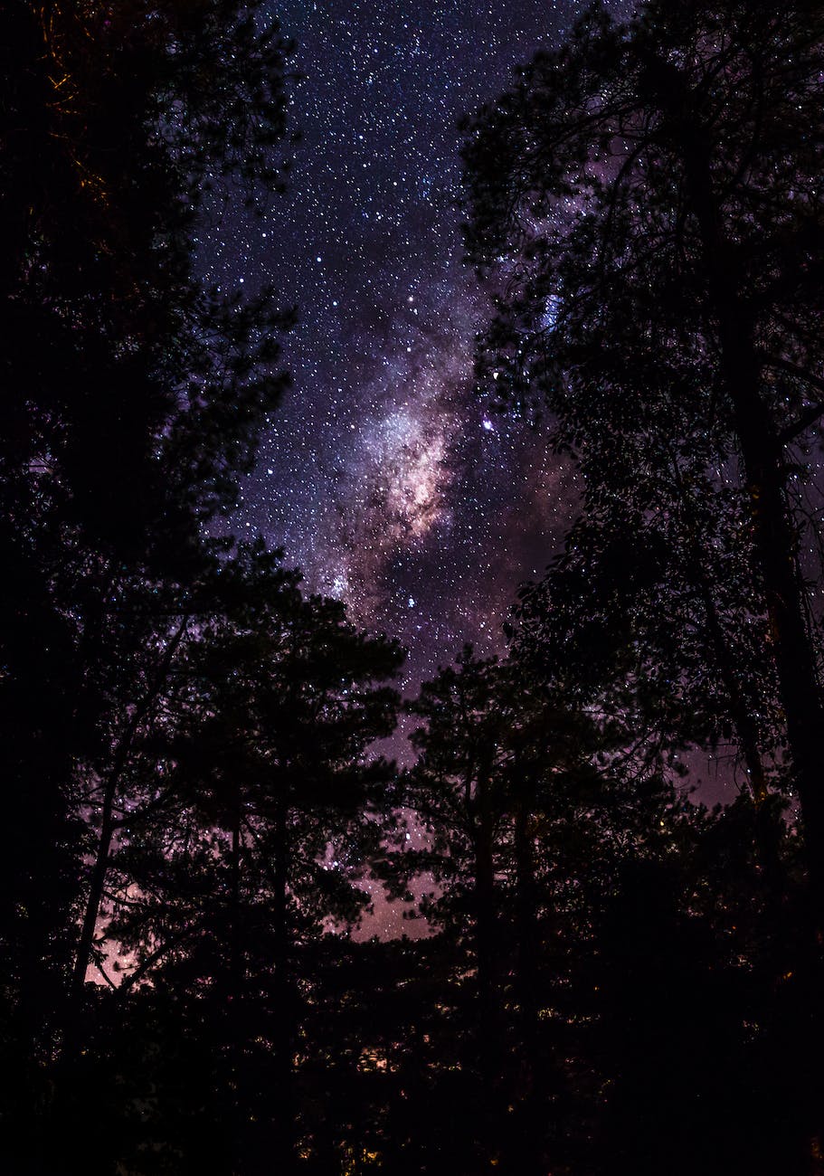 trees under milky way