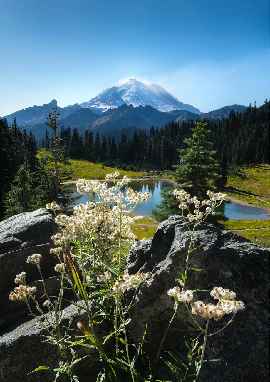 panorama of tipsoo lake and mount rainier