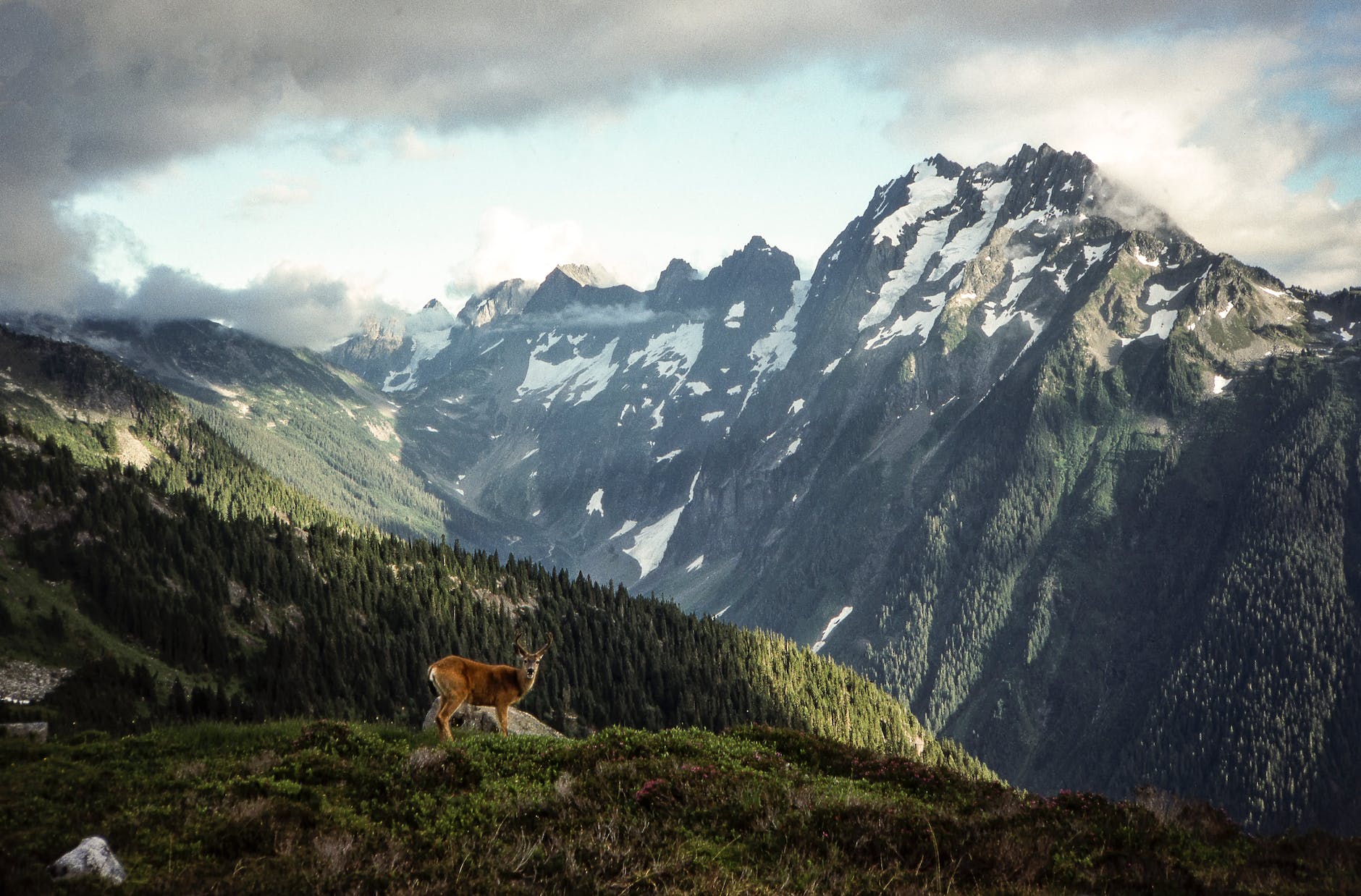 rocky mountains near green forest